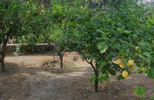 Il frutteto al Relais Villa Anna ad Anacapri sull'isola di Capri